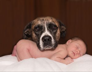 Blog – 12 Steps to safely introduce a new Baby to the “Fur-Family”